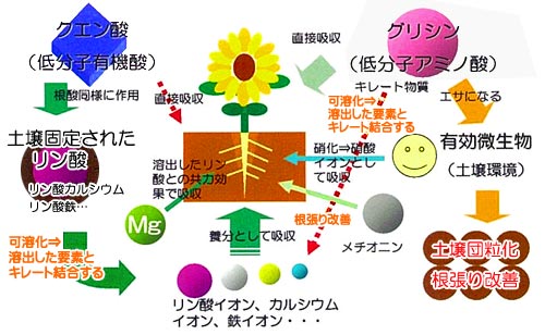 ソイルマスター 高機能肥料 佐賀の野菜専門店 百田種苗農材 株